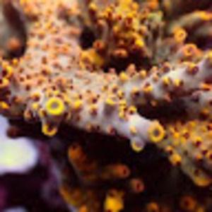 Meet your Posher, Laurent